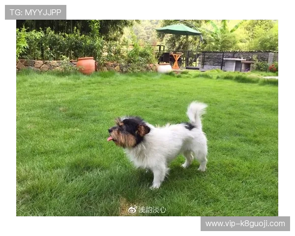 深入了解K8扑鱼游戏的操作流程与常见问题解决方案推荐 深入了解K8扑鱼游戏的操作流程与常见问题解决方案推荐